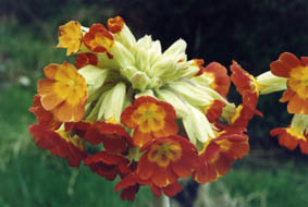 Primula veris 'Sunset Shades'